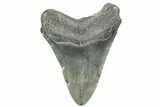 Fossil Megalodon Tooth - South Carolina #365754-2